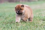 CHOW CHOW 315